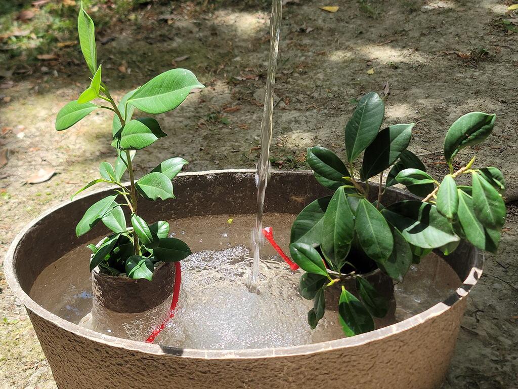 ZenZhou Water-Storing Seedling Pot
