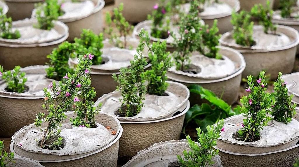 ZenZhou Water-Storing Seedling Pot ZenZhou Water-Storing Seedling Pot